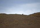 Arendbuizerd (long-legged buzzard) (buteo rufinus) - kloof bij Yolin Am (10)